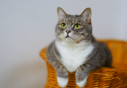 Un gatto in casa è un toccasana